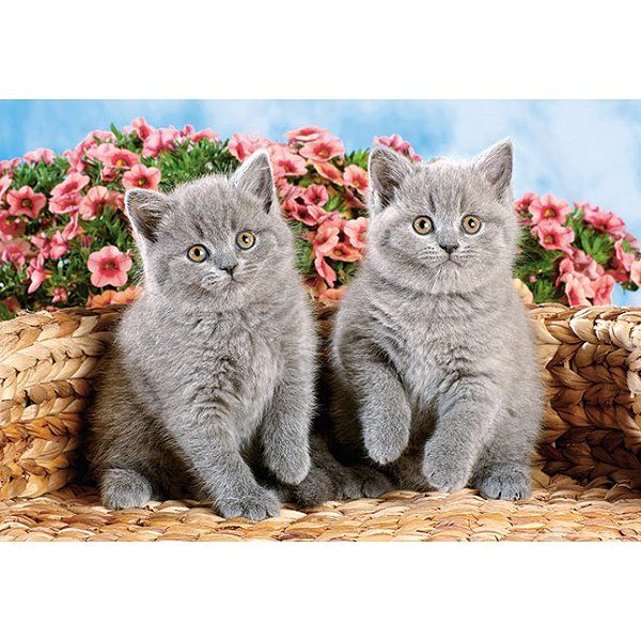 Puzzle Pi Ces Mini Puzzle Chatons Gris En S Ance Photo