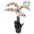 Orchid E Phalaenopsis Factice En Pot Top Qualit H Cm Rose Cr Me Best