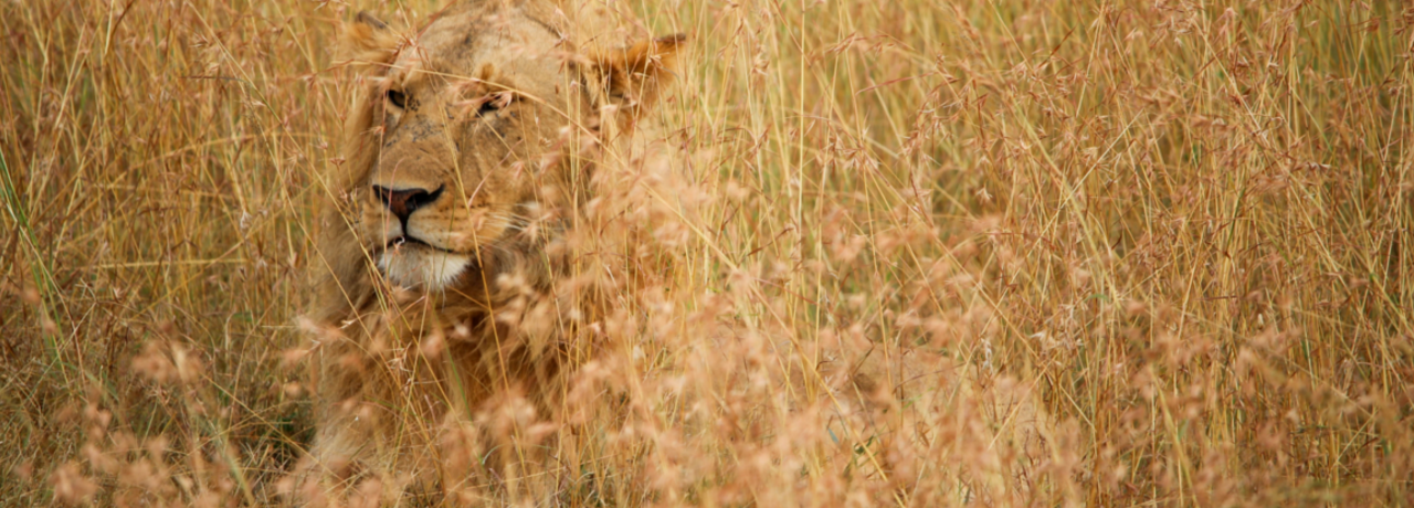 Safari Style For Kids