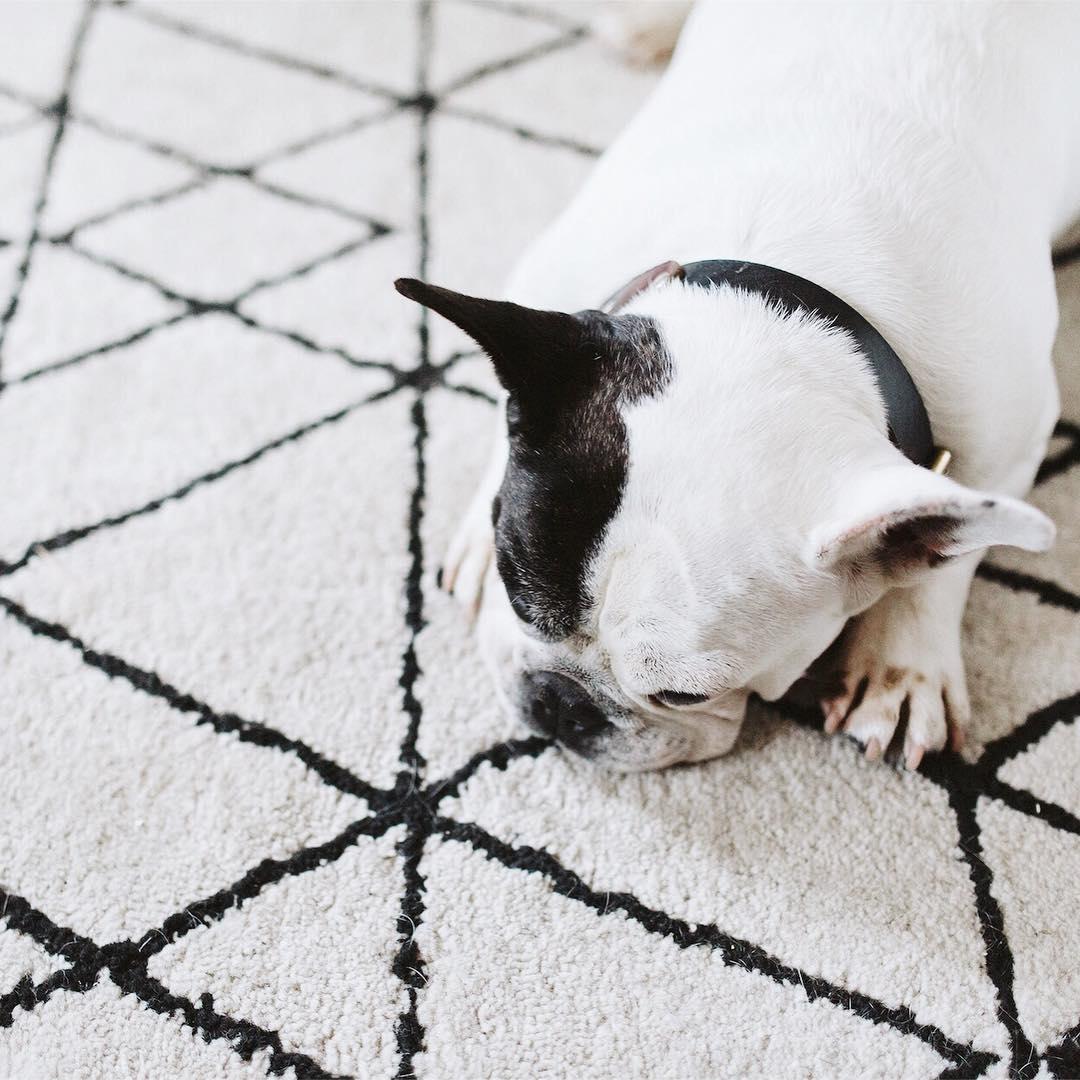 dog on black and white rug.jpg