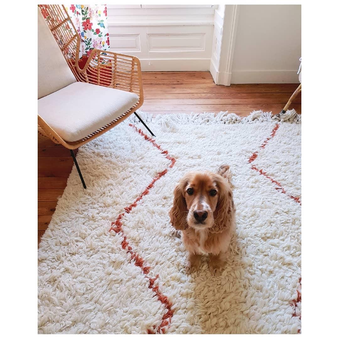 dog on orange and cream rug.jpg
