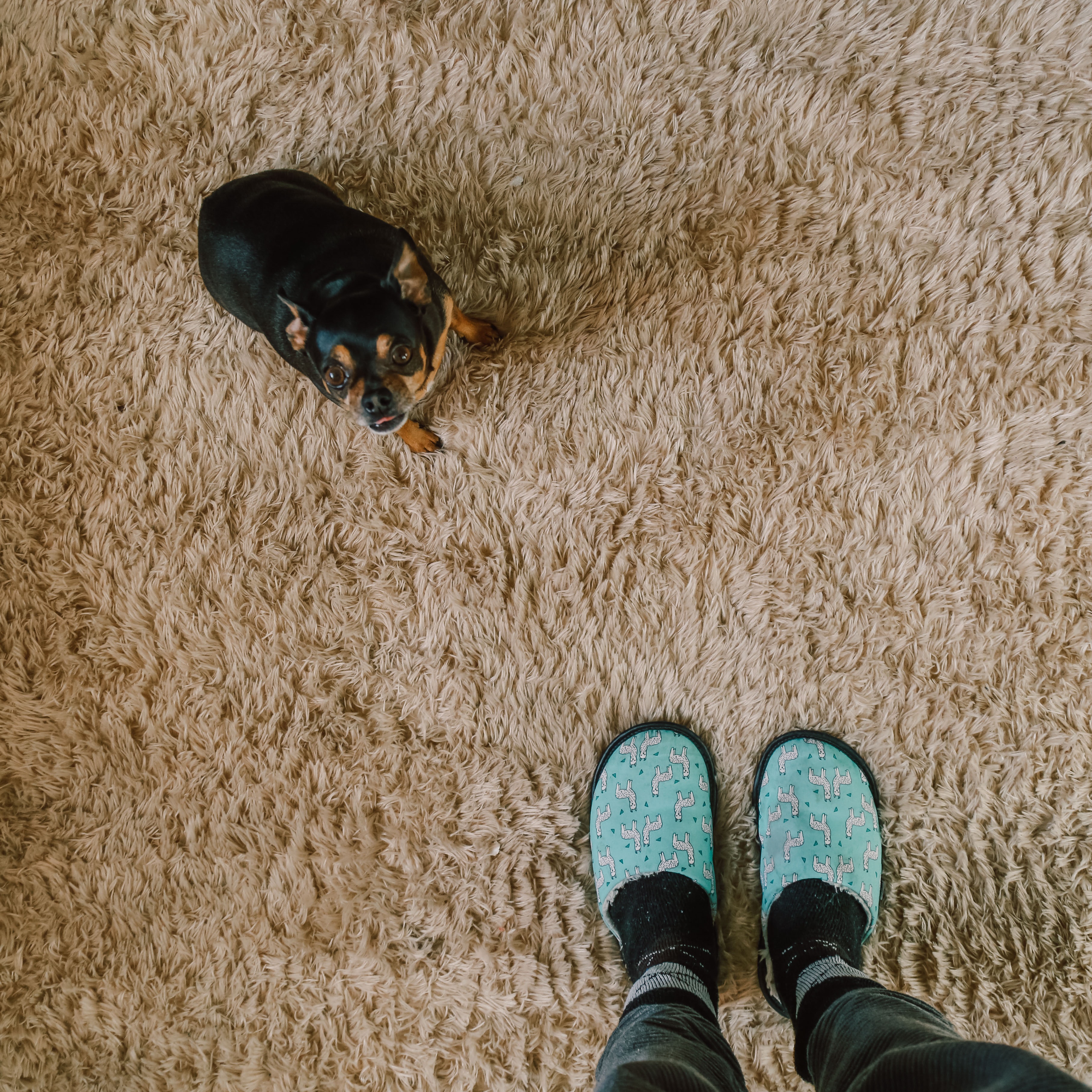 slippers-on-a-rug-dog.jpg