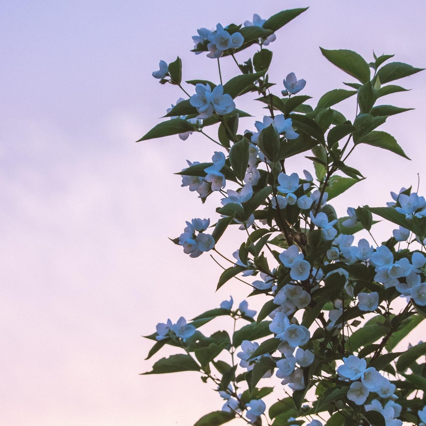 jasmine-plant-with-sky.jpg