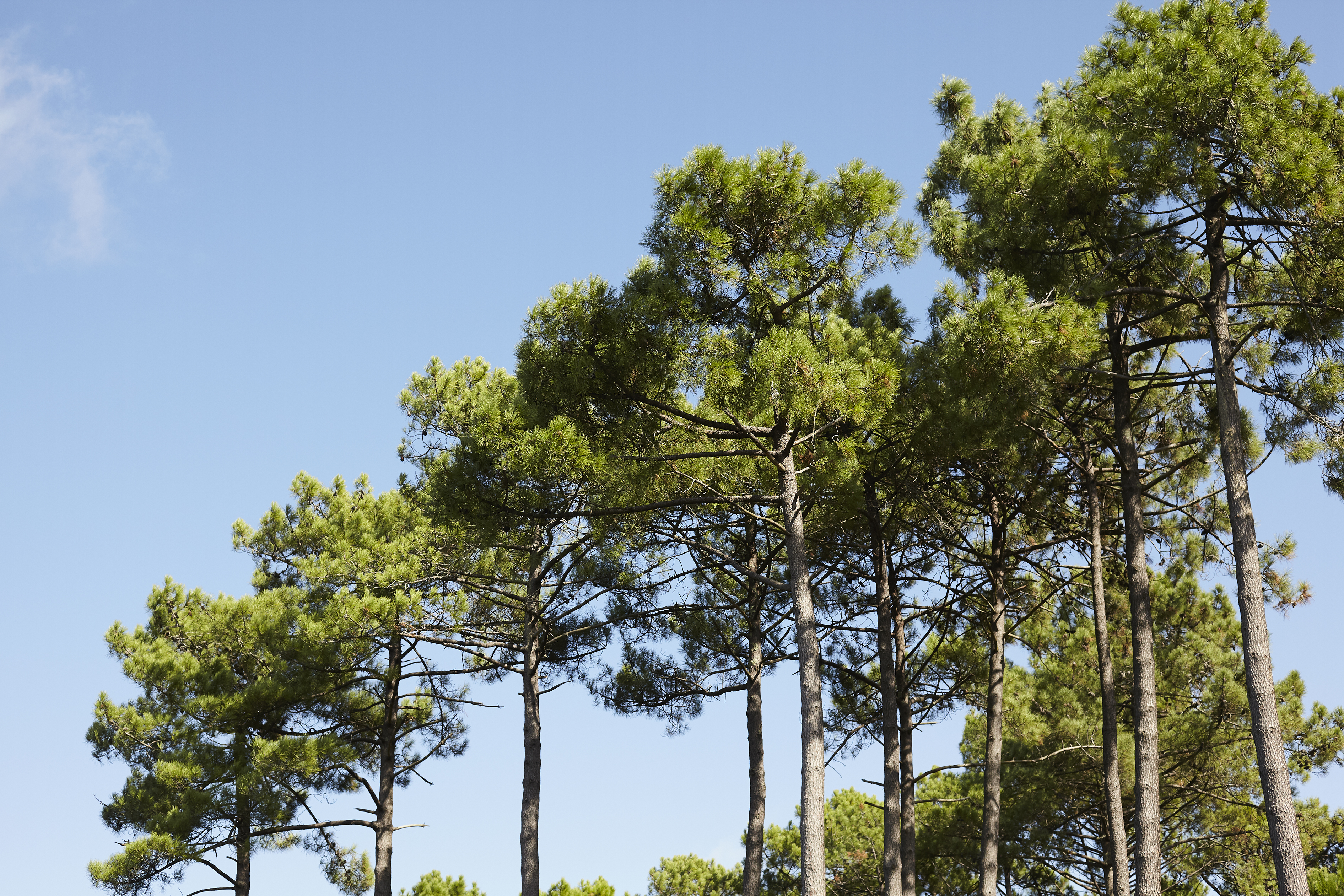NATURE FORET AMPM2020 CAP FERRET NORHERN LIGHT_013.jpg