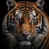 Tableau tigre couleur