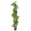 Vert