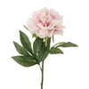 Rose Poudré