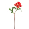 Corail