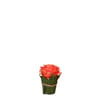 Corail