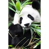 Tableau Alu Dibond