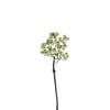 Vert Clair
