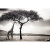Tableau Alu Dibond