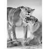 Tableau lion noir et blanc