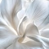 Tableaux Sur Toile-Blanc