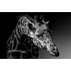 Tableau Alu Dibond