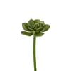Vert Clair