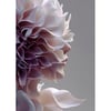Tableaux Sur Toile-Rose