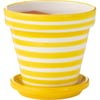 Jaune Rayé Blanc