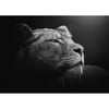 Tableaux Sur Toile-Noir & Blanc