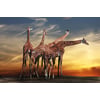 Tableau Alu Dibond