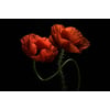 Tableau Alu Dibond