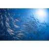 Tableau Alu Dibond
