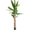 Vert Feuillage Tropical Et Tronc Marron
