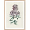 Affiche + Cadre En Bois - Chêne