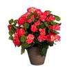 Rose Foncé