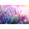 Tableau Alu Dibond