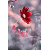 Toile Imprimée
