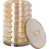 Ambre Champagne