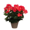 Rose Foncé