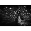 Tableaux Sur Toile-Noir & Blanc