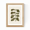 Natural Oak