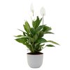 Vasos plantas