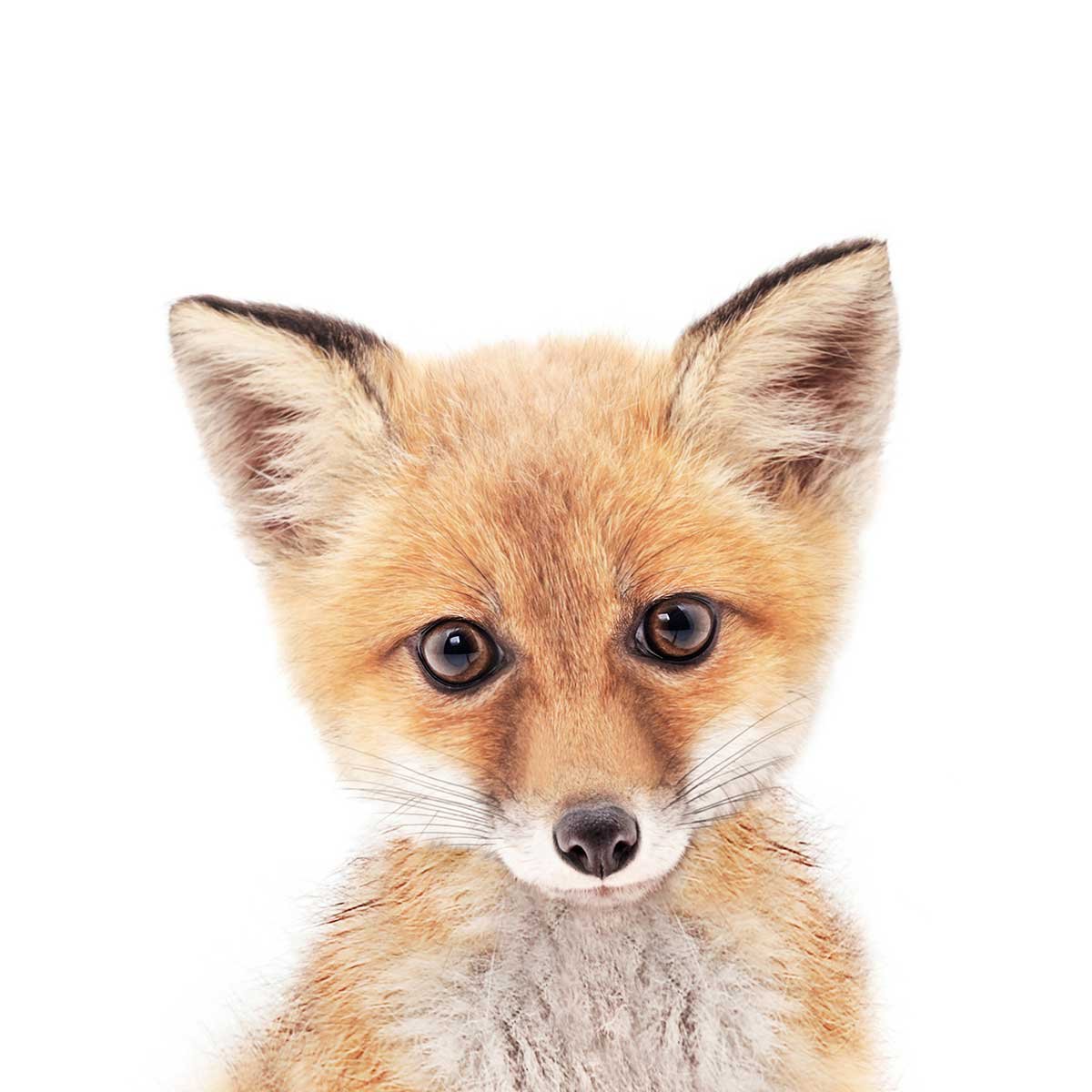 Affiche enfant bébé fox affiche seule, HEXOA