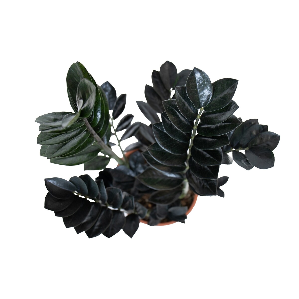 Zamioculca Raven, BIOMA verde, BIOMA PLANTS