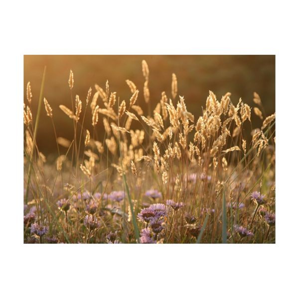 Papier peint intissé panoramique Fleurs Awakening ceral field beige, EDEN