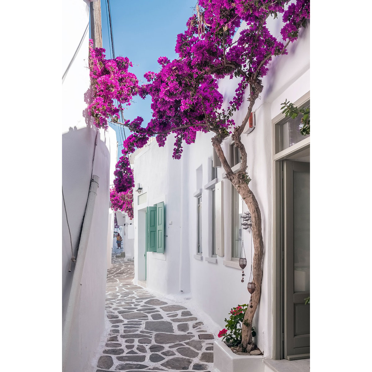 Tableau bougainvilliers paros tableau alu dibond, HEXOA