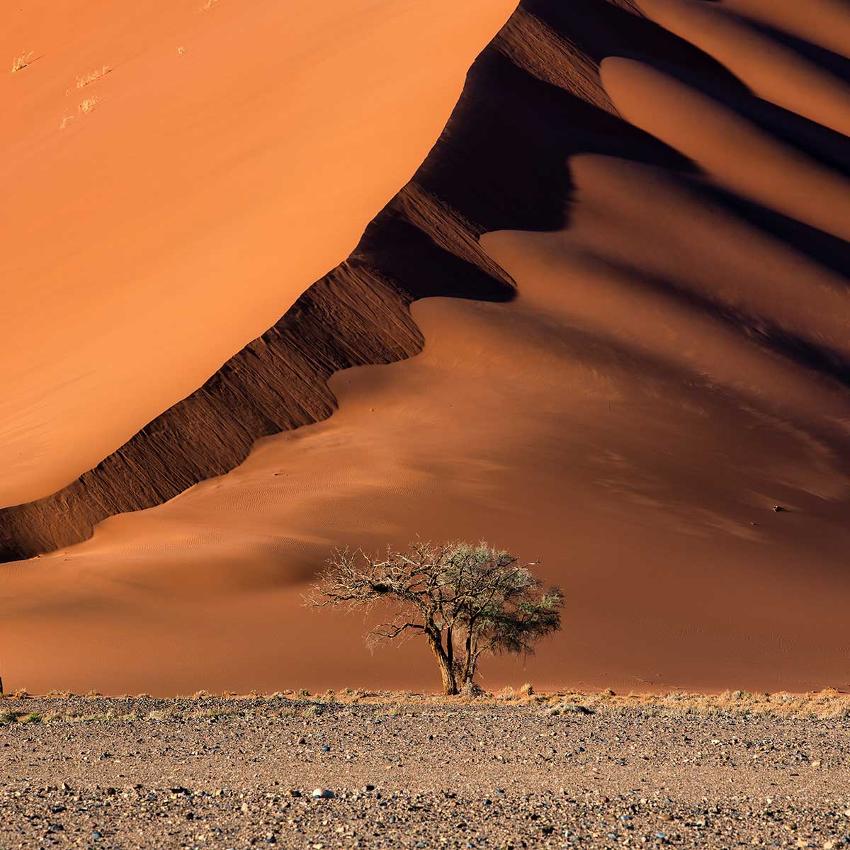 Affiche L'arbre sur la dune, Namibie affiche + cadre en bois - noir, HEXOA