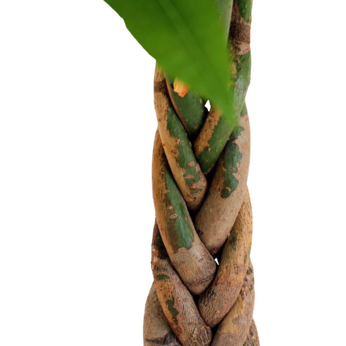 Pachira Aquatica, BIOMA verde, BIOMA PLANTS