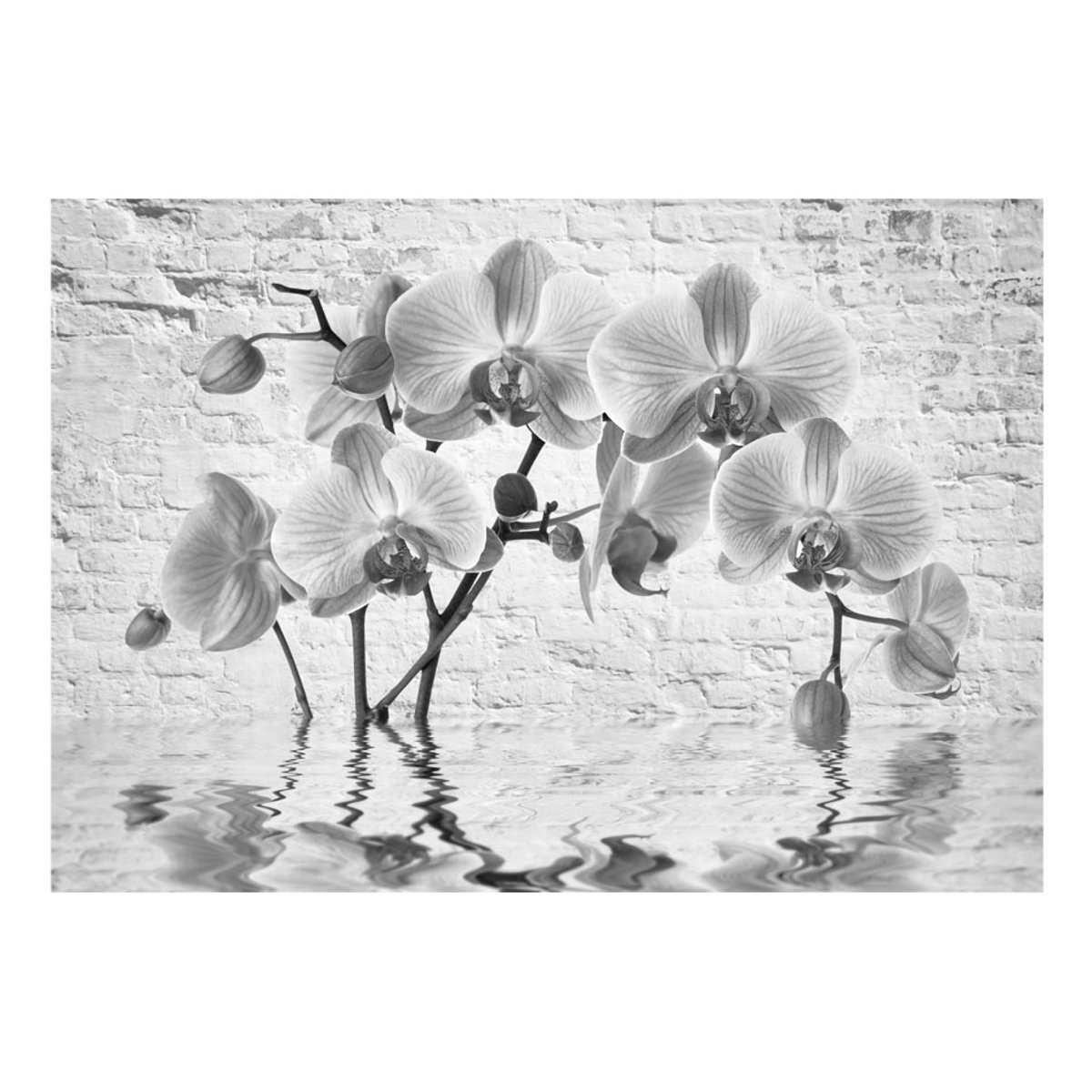 Papier peint intissé panoramique Fleurs Orchid in Shades of Gray gris / argent, EDEN