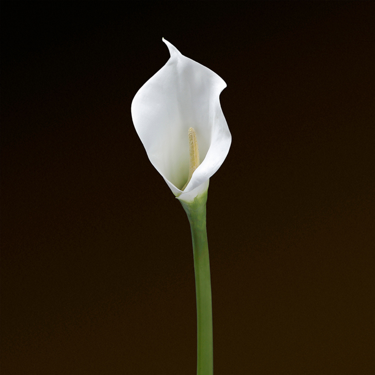 Tige d'arum spathe court artificielle H75 PREMIUM blanc, SIA DECO