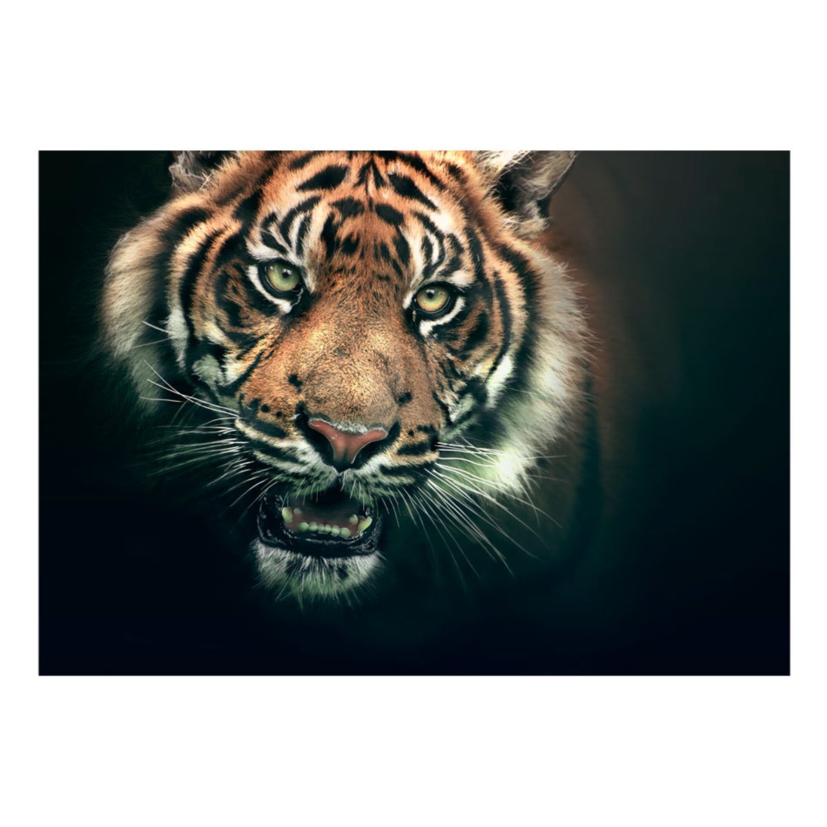 Papier peint intissé panoramique Animaux Tigre du Bengale blanc, EDEN
