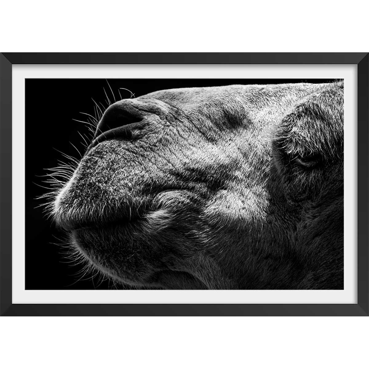 Poster animaux Portrait de chameau affiche + cadre en bois - noir, HEXOA