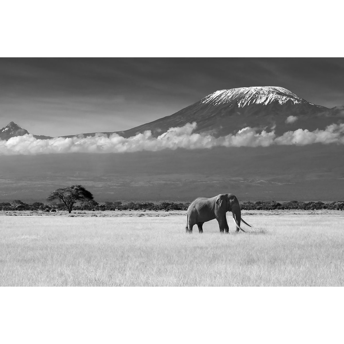 Tableau elephant et kilimanjaro tableau alu dibond, HEXOA
