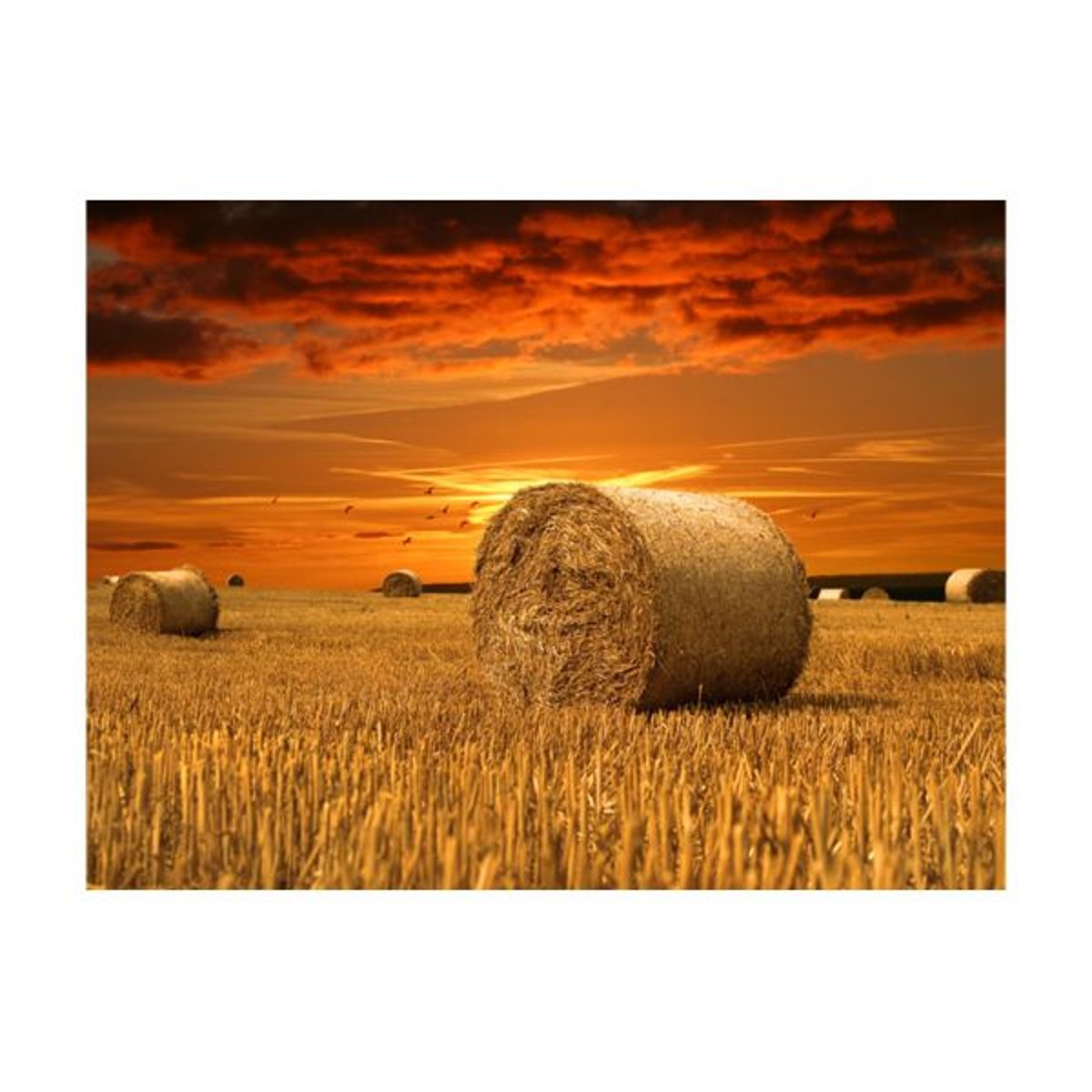 Papier peint intissé panoramique Paysage Champs dorés beige, EDEN