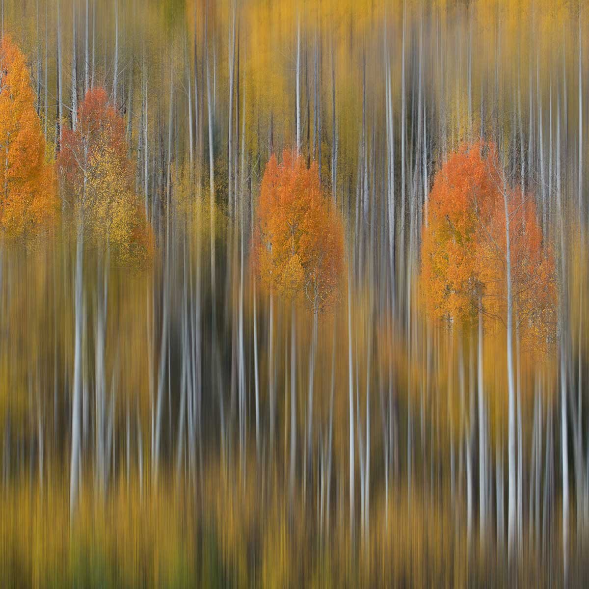 Affiche forêt et Impression d'automne affiche + cadre en bois - noir, HEXOA