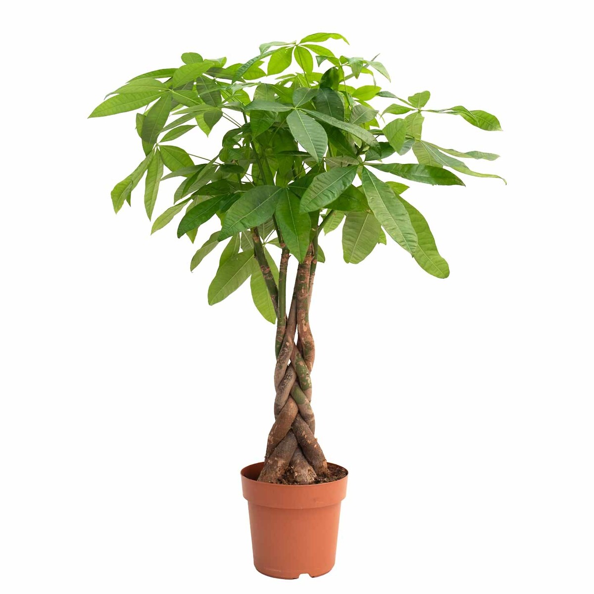 Pachira Aquatica, BIOMA verde, BIOMA PLANTS